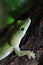 Koch\'s giant day gecko (Phelsuma madagascariensis kochi).