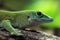 Koch\'s giant day gecko (Phelsuma madagascariensis kochi).