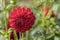 `Kochelsee` red petals of blossoming ball dahlia, Stuttgart