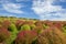 Kochia bushes at Hitachi Seaside Park