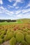 Kochia bushes at Hitachi Seaside Park