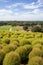 Kochia bushes at Hitachi Seaside Park, Japan