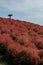 The kochia bushes started to change color to red