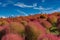 Kochia and cosmos bush with hill landscape Mountain,at Hitachi Seaside Park in autumn