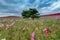 Kochia and cosmos bush with hill landscape Mountain,at Hitachi Seaside Park in autumn