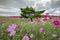 Kochia and cosmos flower with iconic pine tree in Kokuei Hitachi Seaside Park on October 23, 2018. Hitachi Seaside Park is one of