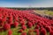 Kochia with the crowd in Kokuei Hitachi Seaside Park - Hitachinaka, Ibaraki, Japan