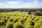 Kochia fields with beautiful sky at Hitachi Seaside Park,Ibaraki,Japan