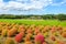 Kochia fields with beautiful sky at Hitachi Seaside Park, Japan