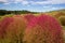 Kochia fields with beautiful sky at Hitachi Seaside Park, Japan