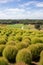 Kochia fields with beautiful sky at Hitachi Seaside Park, Japan