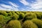 Kochia fields with beautiful sky at Hitachi Seaside Park, Japan