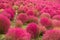 Kochia flowers in autumn