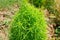 Kochia, Green leaves or Bassia scoparia plant