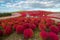 Kochia in Kokuei Hitachi Seaside Park - Hitachinaka, Ibaraki