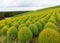 Kochia plant in summer