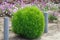 Kochia is a summer cypress, close-up. A summer cypress kohya against the background of an exuberant petunia blossoming.