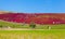 kochias hill in autumn season at Hitachi seaside park ,