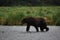 Kodiak Bear/Alaskan Brown Bear