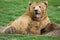 Kodiak bear expression