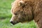 Kodiak bear profile