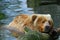 Kodiak bear swimming