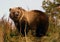 Kodiak brown bear cop