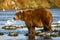 Kodiak brown bear fishing