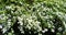 Koenigia alpina synonym Aconogonon alpinum