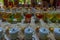 Koggala, Sri Lanka, January 21, 2022: Tea degustation at Handunu
