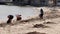 KOH SAMUI, THAILAND - MARCH 10, 2019: Eco Friendly Volunteer Collecting Garbage on Sea Shore to Plastic Bag