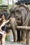 KOH SAMUI, THAILAND - OCTOBER 23, 2013: Boy and girl communicate with elephant