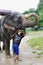 KOH SAMUI, THAILAND - OCTOBER 23, 2013: Elephant in harness with lifting trunk and young boy mahout