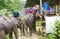 KOH SAMUI, THAILAND - OCTOBER 23, 2013: Elephants trekking, tourists landing on elephants.