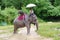 KOH SAMUI, THAILAND - OCTOBER 23, 2013: Mahout under umbrella sits on of elephant in harness