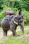 KOH SAMUI, THAILAND - OCTOBER 23, 2013: Riding elephant with boy mahout on head