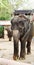 KOH SAMUI, THAILAND - OCTOBER 23, 2013: Riding elephant closeup