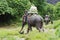 KOH SAMUI, THAILAND - OCTOBER 23, 2013: Tourists go on elephants trekking.