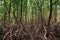 Koh Tean lush natural mangrove forest near Samui island in summer with complex of tree roots