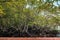 Koh Tean lush natural mangrove forest near Samui island in summer with complex of tree roots