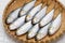 Kohada gizzard shad, Japanese sushi ingredient fish