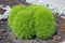 The Kohia plant is a summer cypress. Widely used in landscape design