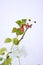 Kohleria and Geranium Flowers