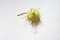 Kohlrabi, also known as german turnip, seen from above. White background