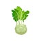 Kohlrabi with bright green leaves. Turnip cabbage. Natural and healthy vegetable. Fresh ingredient for vegetarian dish