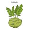 Kohlrabi cabbage Brassica oleracea
