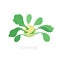 Kohlrabi cabbage turnip. Kohlrabi plant. Harvest vegetable. Brassica oleracea. Vector flat icon Illustration