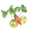 Kohlrabi and carrot isolated