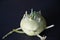 Kohlrabi or german turnip, a strange vegetable with black background