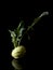 Kohlrabi German turnip or turnip cabbage with leaves